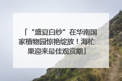 “盛夏白纱”在华南国家植物园惊艳绽放！海杧果迎来最佳观赏期