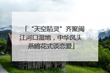 “天空精灵”齐聚闽江河口湿地，中华凤头燕鸥花式谈恋爱
