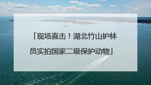 现场直击！湖北竹山护林员实拍国家二级保护动物