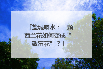 盐城响水：一颗西兰花如何变成“致富花”？