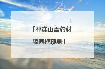 祁连山雪豹豺狼同框现身