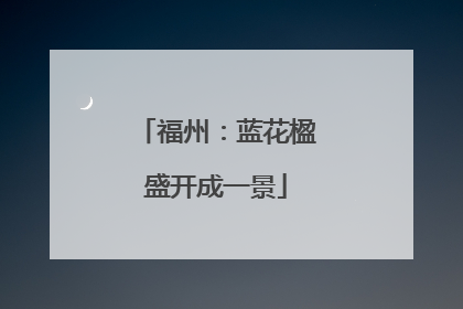 福州：蓝花楹盛开成一景