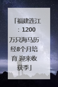 福建连江：1200万只海马历经8个月培育 迎来收获季