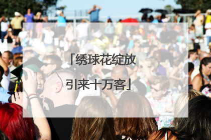 绣球花绽放 引来十万客