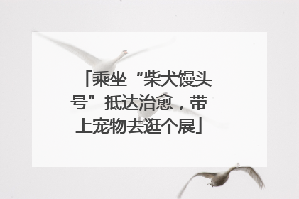 乘坐“柴犬馒头号”抵达治愈，带上宠物去逛个展