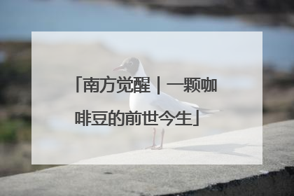 南方觉醒｜一颗咖啡豆的前世今生