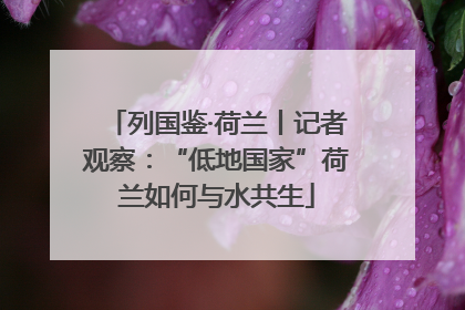 列国鉴·荷兰丨记者观察：“低地国家”荷兰如何与水共生