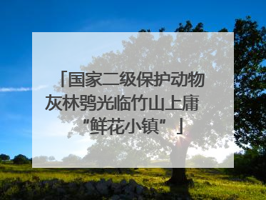 国家二级保护动物灰林鸮光临竹山上庸“鲜花小镇”