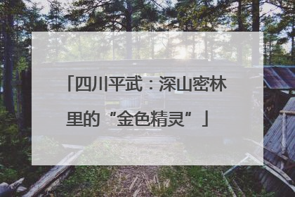 四川平武：深山密林里的“金色精灵”