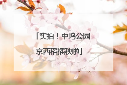实拍！中坞公园京西稻插秧啦