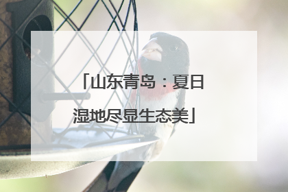 山东青岛：夏日湿地尽显生态美