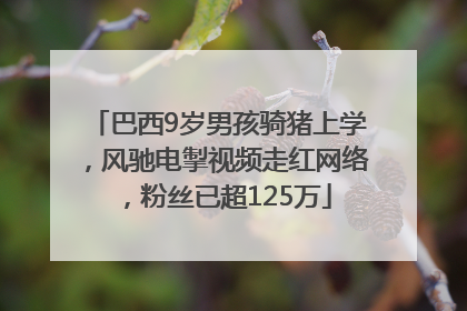 巴西9岁男孩骑猪上学，风驰电掣视频走红网络，粉丝已超125万