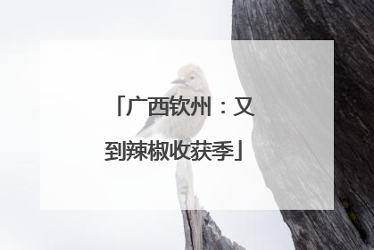 广西钦州：又到辣椒收获季