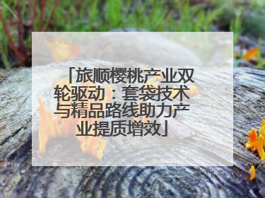 旅顺樱桃产业双轮驱动：套袋技术与精品路线助力产业提质增效