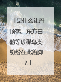 是什么让丹顶鹤、东方白鹳等珍稀鸟类纷纷在此落脚？