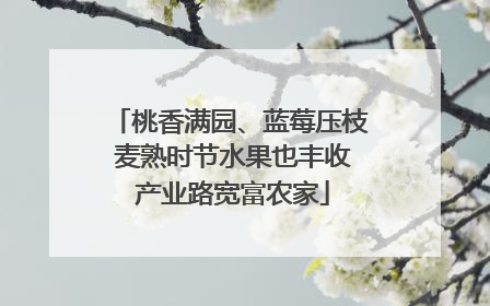 桃香满园、蓝莓压枝 麦熟时节水果也丰收 产业路宽富农家