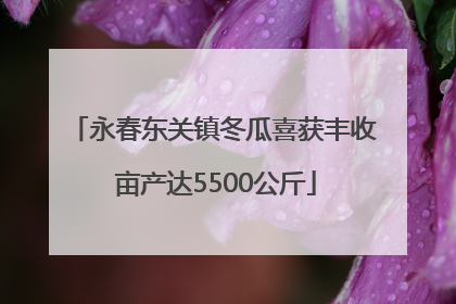永春东关镇冬瓜喜获丰收 亩产达5500公斤
