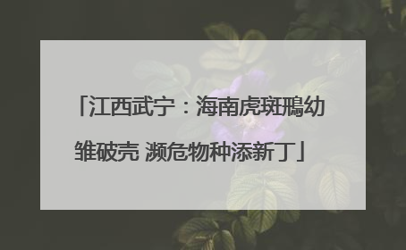 江西武宁：海南虎斑鳽幼雏破壳 濒危物种添新丁