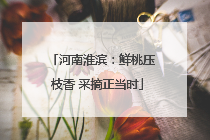 河南淮滨：鲜桃压枝香 采摘正当时