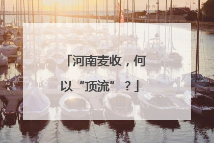 河南麦收，何以“顶流”？