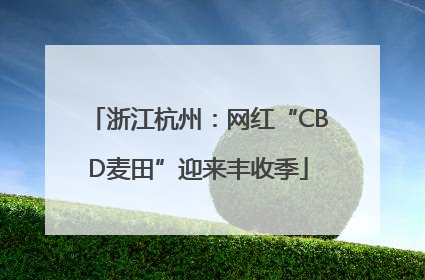 浙江杭州：网红“CBD麦田”迎来丰收季