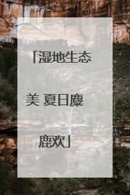 湿地生态美 夏日麋鹿欢