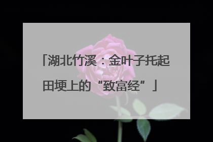 湖北竹溪：金叶子托起田埂上的“致富经”