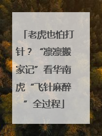 老虎也怕打针？“凛凛搬家记”看华南虎“飞针麻醉”全过程