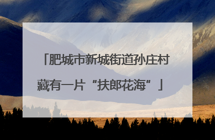 肥城市新城街道孙庄村藏有一片“扶郎花海”