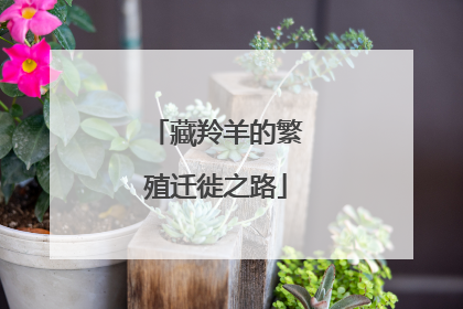藏羚羊的繁殖迁徙之路