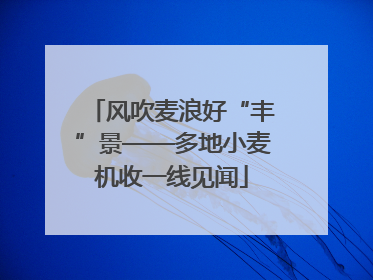 风吹麦浪好“丰”景——多地小麦机收一线见闻