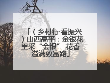 （乡村行·看振兴）山西高平：金银花里采“金银” 花香溢满致富路