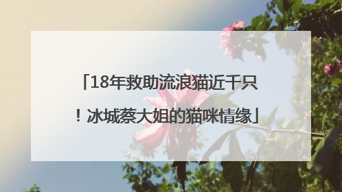 18年救助流浪猫近千只！冰城蔡大姐的猫咪情缘
